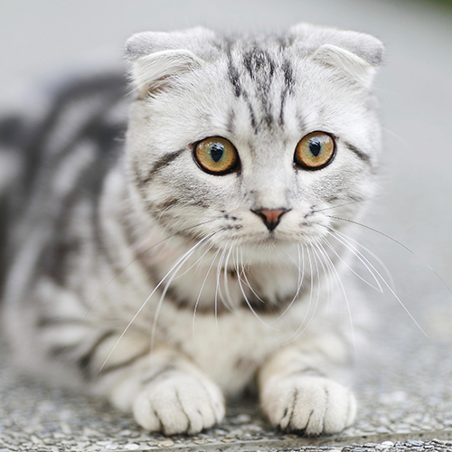 Katzen-Krankenversicherung